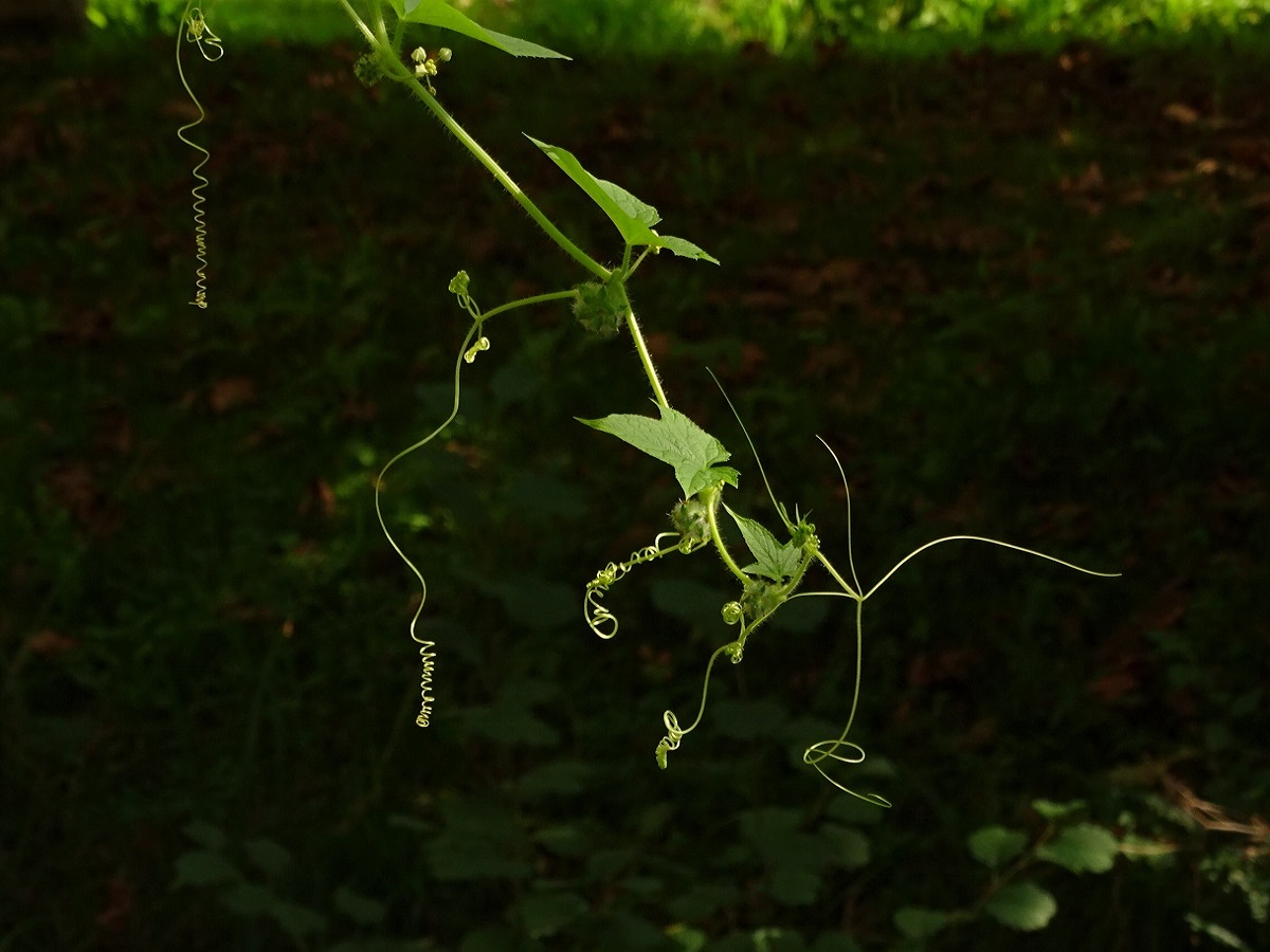 Sicyos angulatus (Cucurbitaceae)